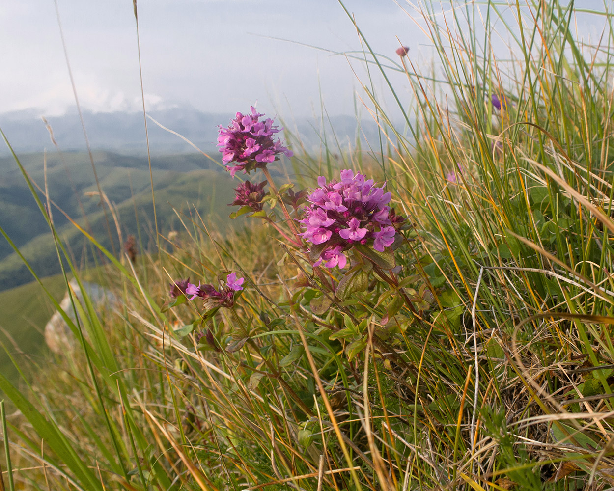 Image of genus Thymus specimen.
