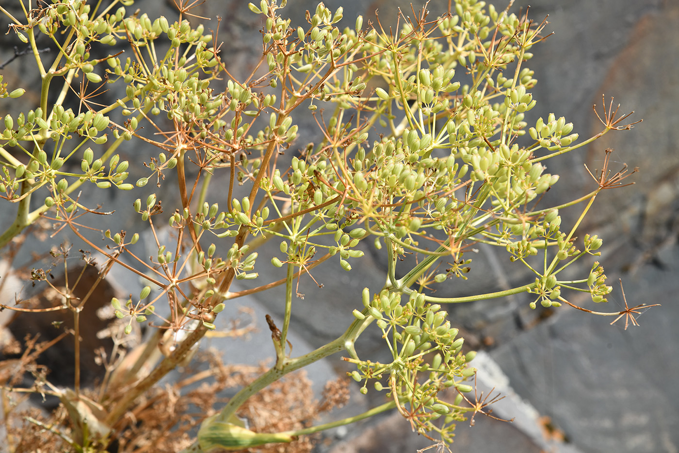 Image of Ferula ovina specimen.