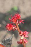 Ricinus communis. Верхушка соцветия: внизу мужские, вверху женские цветки. Белгородская обл., пос. Ракитное, ул. Сосновая, 2, в культуре. 1 августа 2022 г.