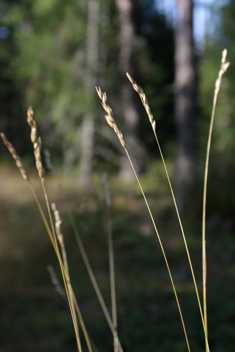 Image of Sieglingia decumbens specimen.