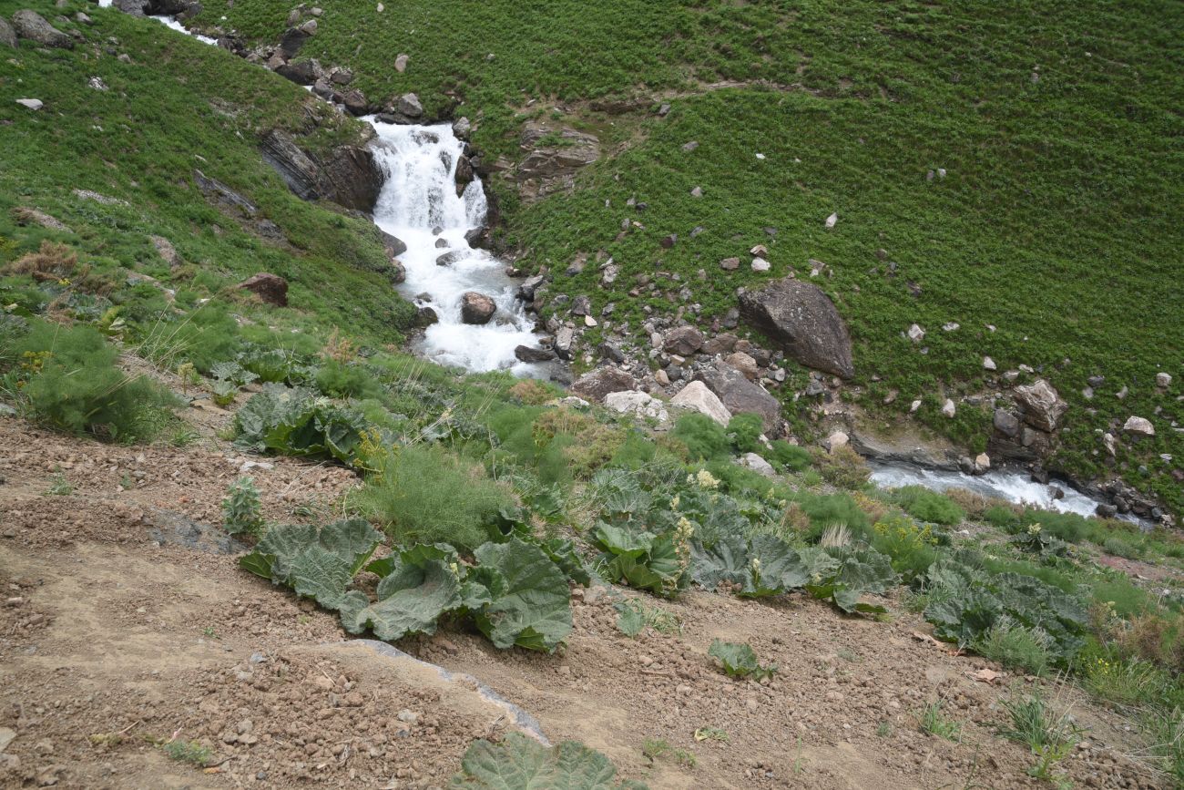 Изображение особи Rheum ribes.