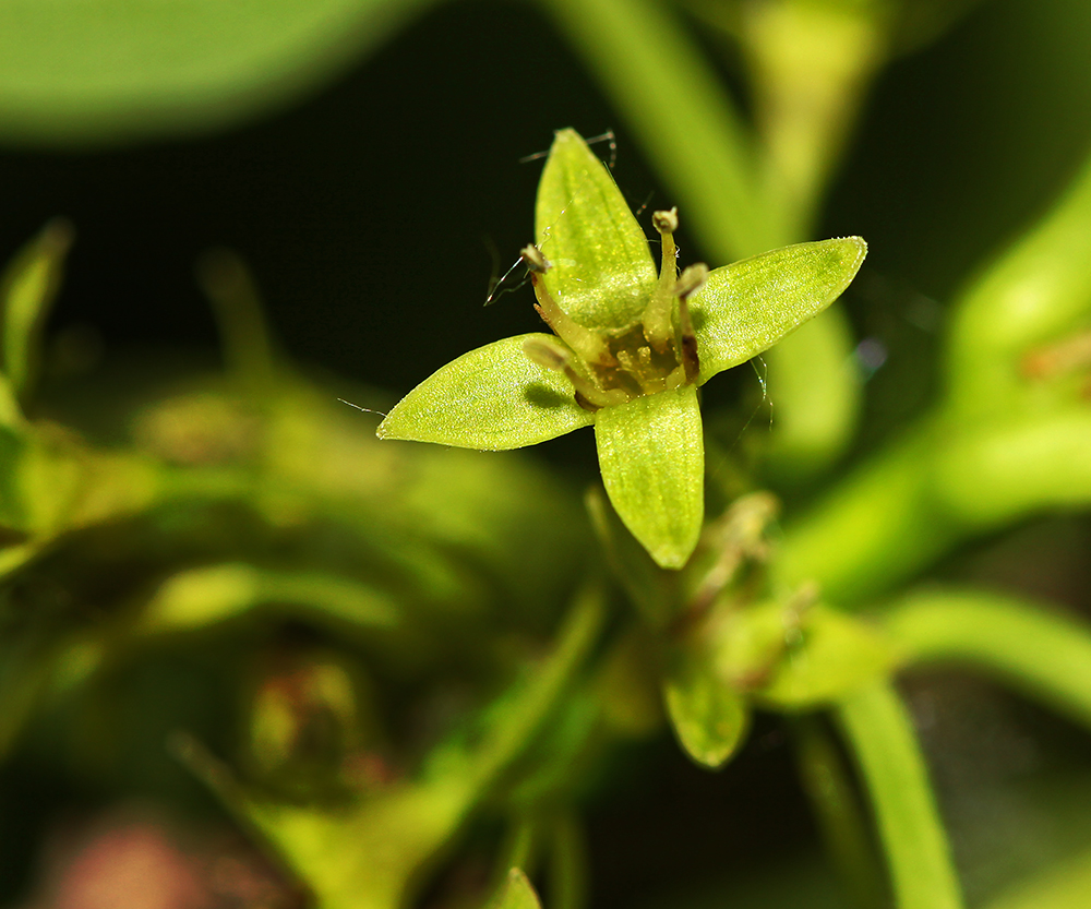 Изображение особи Rhamnus davurica.