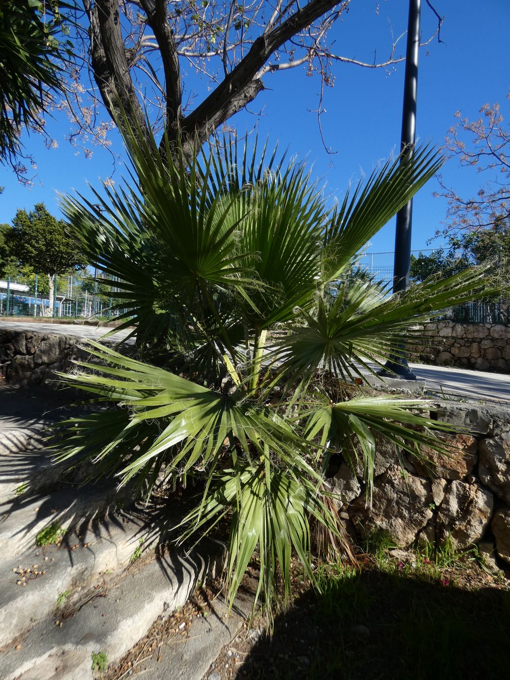 Image of Washingtonia filifera specimen.