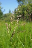 Calamagrostis canescens. Соцветие с пыльниками. Ульяновская обл., окр. г. Димитровград, пойма р. Бол. Черемшан, старица оз. Горелое, местами заросший ивняком заболоченный луг. 09.06.2024.