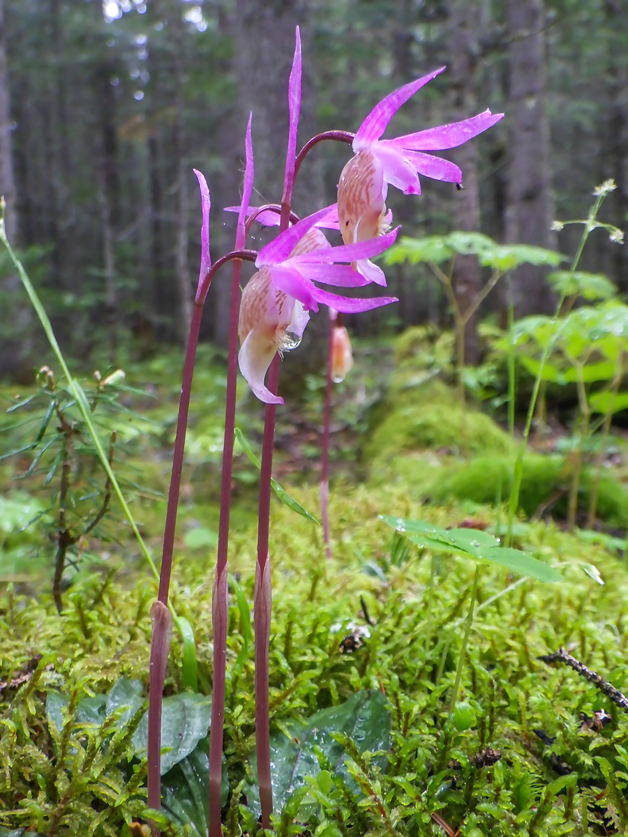 Изображение особи Calypso bulbosa.