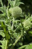 Echinops sphaerocephalus. Верхушка веточки с развивающимися соцветиями. Башкортостан, Стерлитамакский р-н, окр. шихана Юрактау, обочина лесной дороги. 8 июня 2025 г.