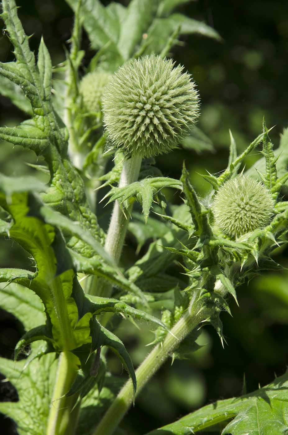 Image of Echinops sphaerocephalus specimen.