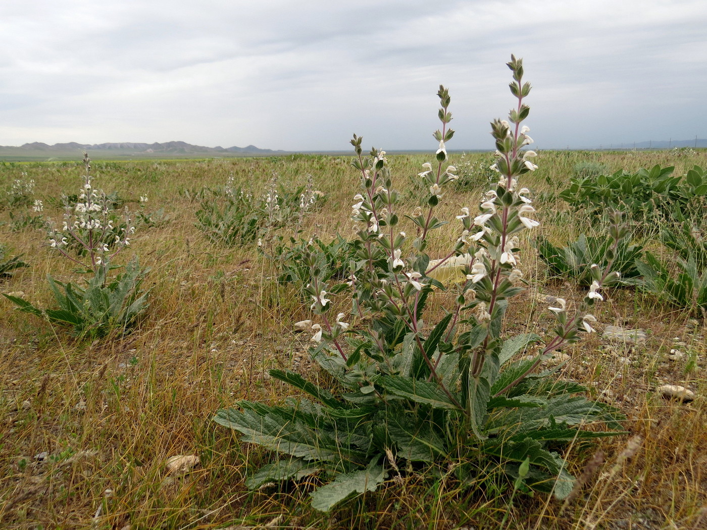 Изображение особи Phlomoides uniflora.