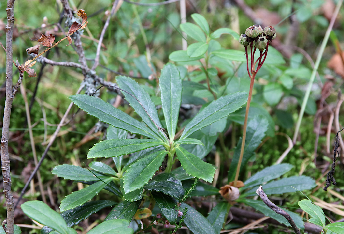 Изображение особи Chimaphila umbellata.