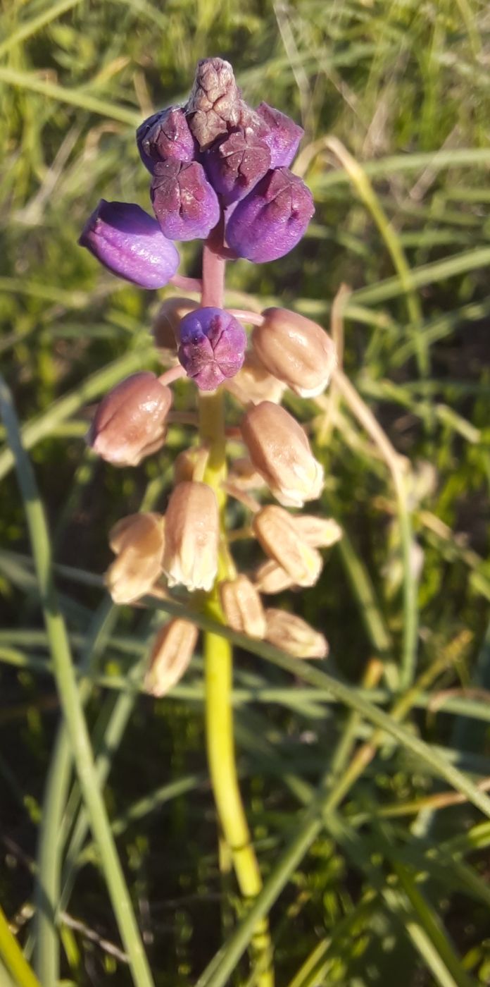 Изображение особи Bellevalia lypskyi.