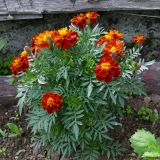 Tagetes patula. Цветущие растения. Свердловская обл., окр. г. Североуральск, дачный участок. 28.06.2025.