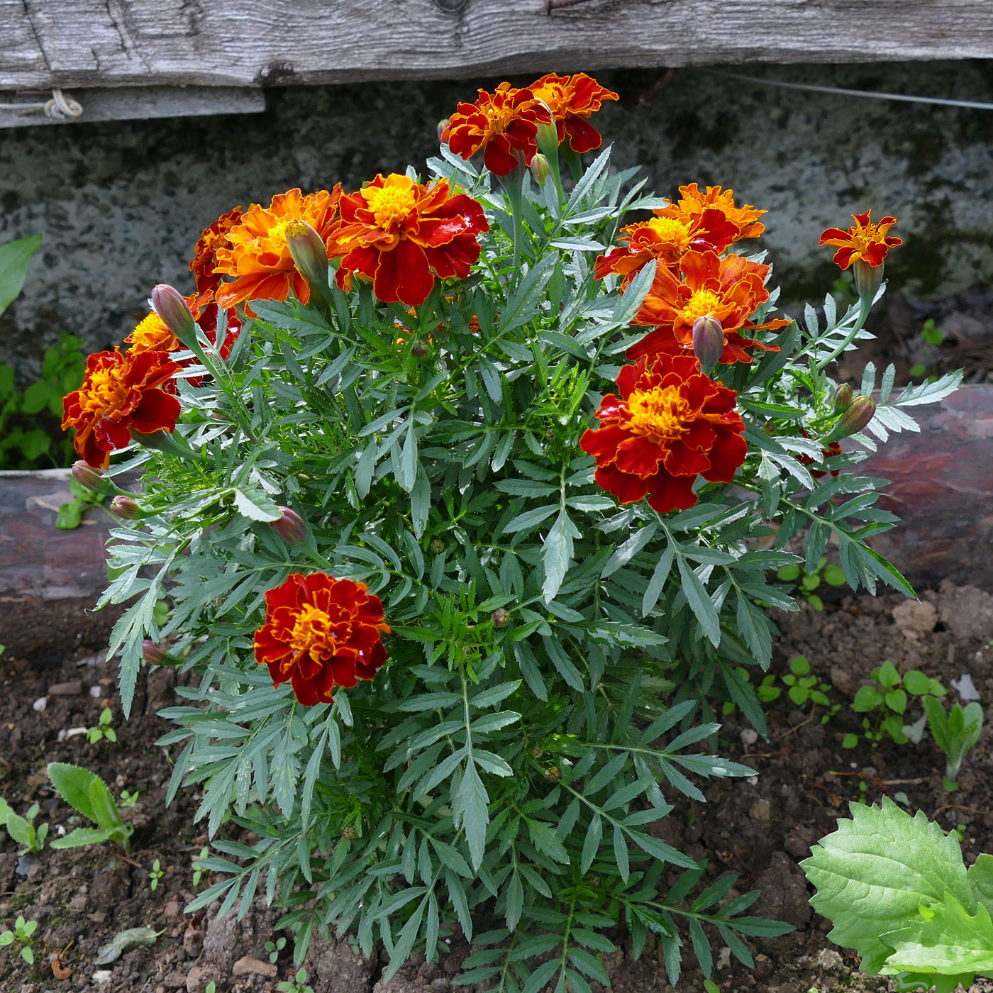 Изображение особи Tagetes patula.