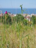 Lathyrus hirsutus. Верхушка цветущего побега. Краснодарский край, окр. г. Адлер, вырубка под ЛЭП. 30.06.2024.