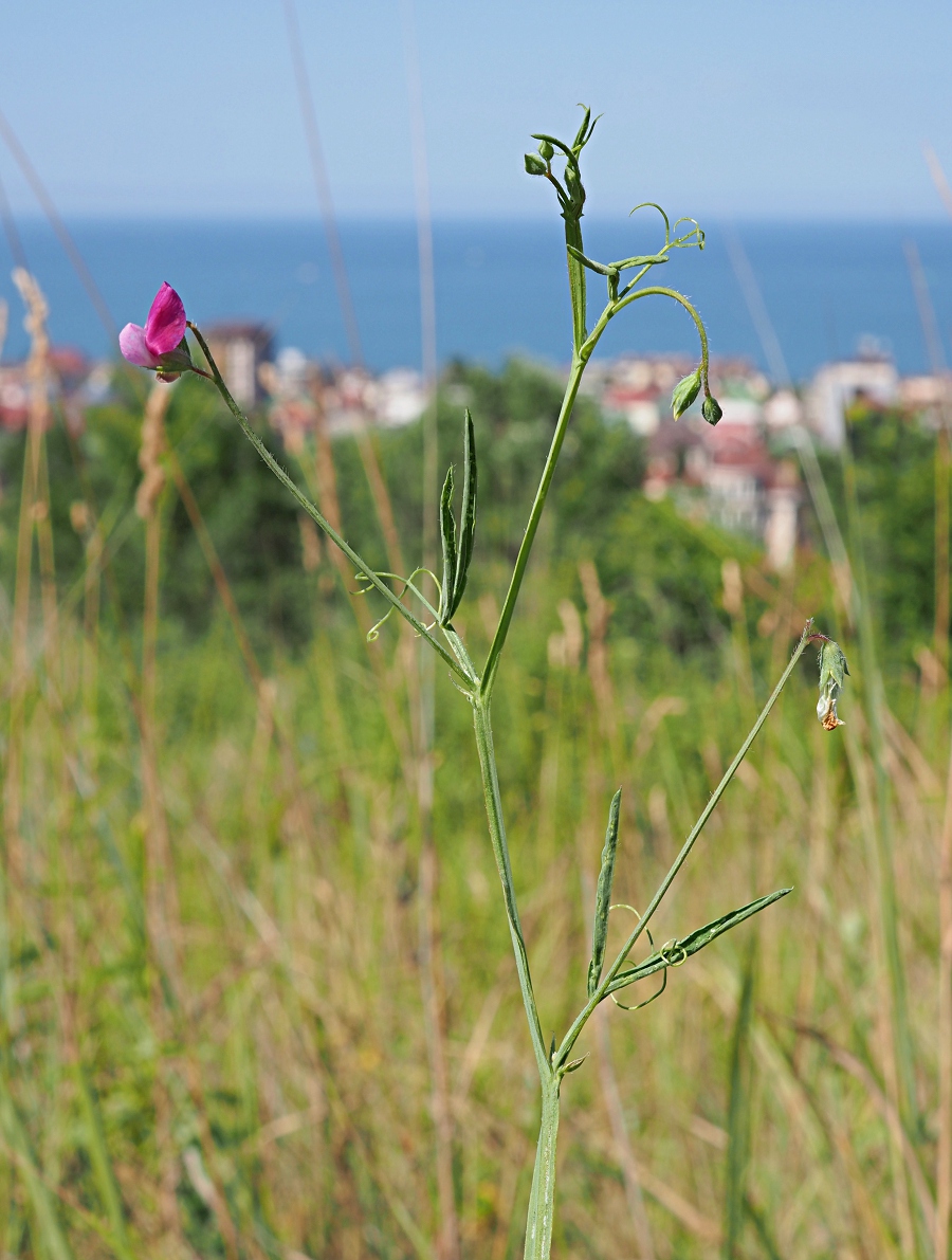 Изображение особи Lathyrus hirsutus.