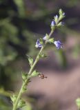 Veronica officinalis. Верхушка соцветия с бутонами и опадающими цветками. Испания, Каталония, пров. Барселона, комарка Осона, муниципалитет Виланова-де-Сау, водохранилище Сау, просека в смешанном лесу. 31.05.2026.