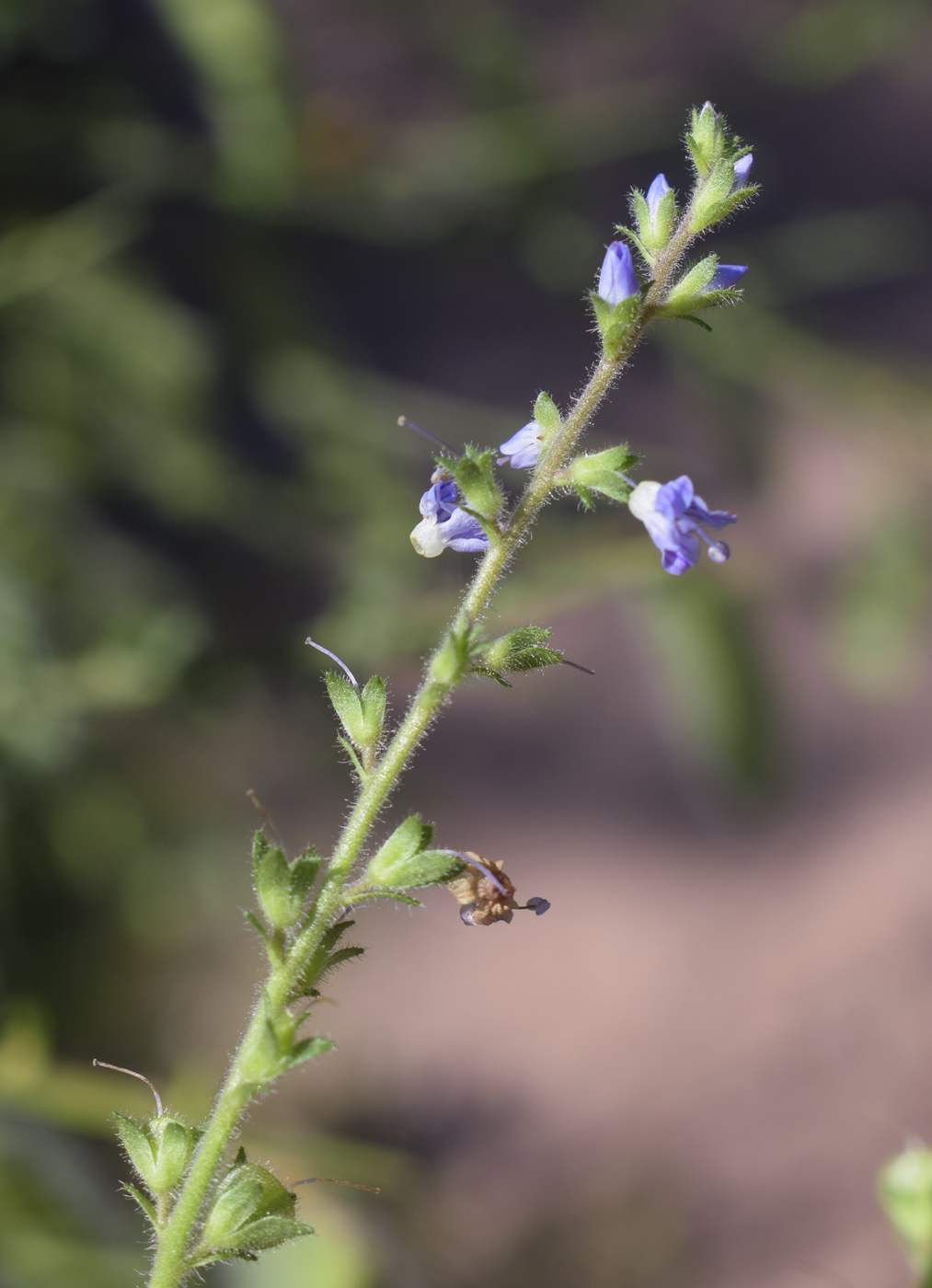 Image of Veronica officinalis specimen.