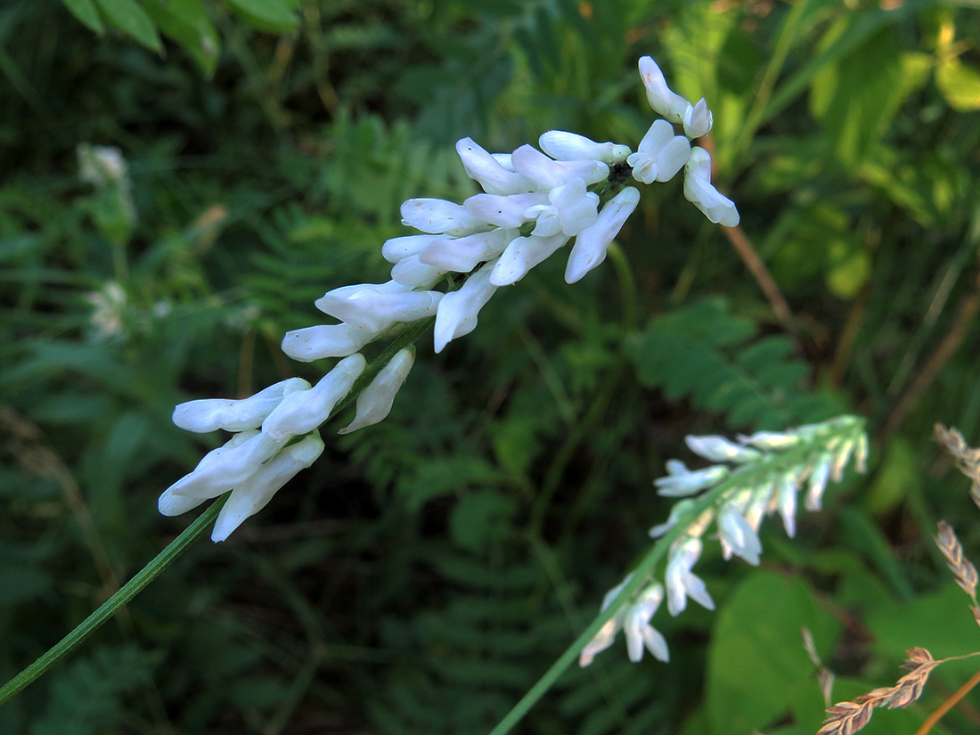 Изображение особи Vicia cracca.