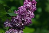 Syringa vulgaris. Соцветие с мухой. Московская обл., Раменский р-н, окр. дер. Хрипань, садовый участок. 04.06.2026.