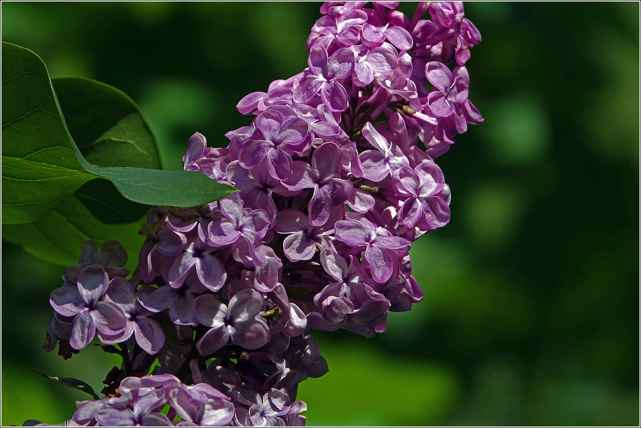 Изображение особи Syringa vulgaris.