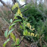 unknown species. Часть вьющегося побега со вскрывшимися плодами. Краснодарский край, м/о г. Геленджик, Толстый мыс, шибляк. 22.07.2026.