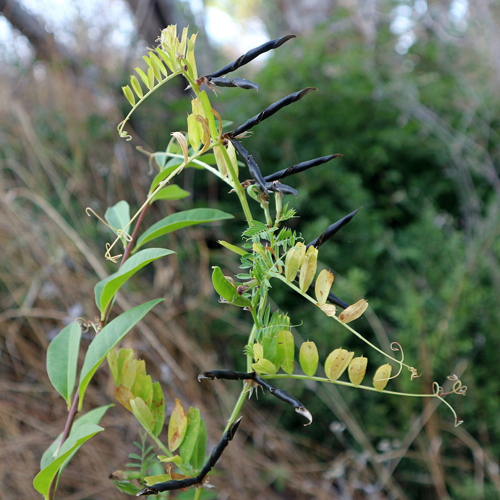 Image of familia Fabaceae specimen.