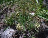 Macrotomia bosbutooensis