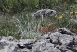 Cerastium biebersteinii. Зацветающее растение. Крым, Караби-яйла, ур. Чигенитра, поляна, скальный выход. 16.05.2026.
