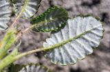 Dryas ajanensis. Листья (вид на абаксиальную поверхность). Хабаровский край, р-н имени Лазо, гора Ко, выс. ≈ 1800 м н.у.м., горная тундра. 02.08.2026.