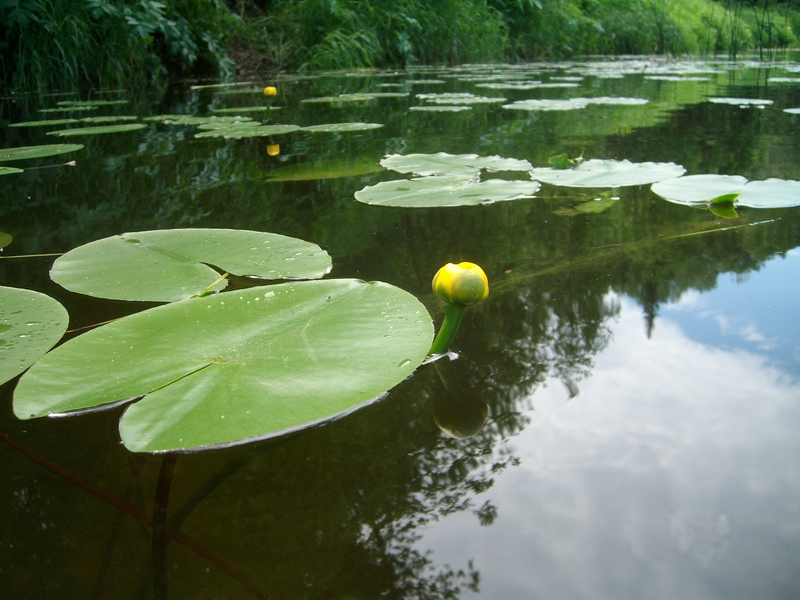 Image of Nuphar lutea specimen.