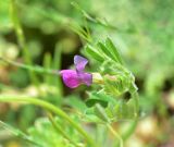 familia Fabaceae. Цветок. Турция, ил Артвин, окр. дер. Кашикли ниже моста через р. Корпусу, левый берег, луг. 12 июня 2026 г.