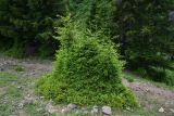 Picea orientalis. Молодые растения. Турция, ил Артвин, окр. монастыря Парехи, край леса. 12 июня 2026 г.