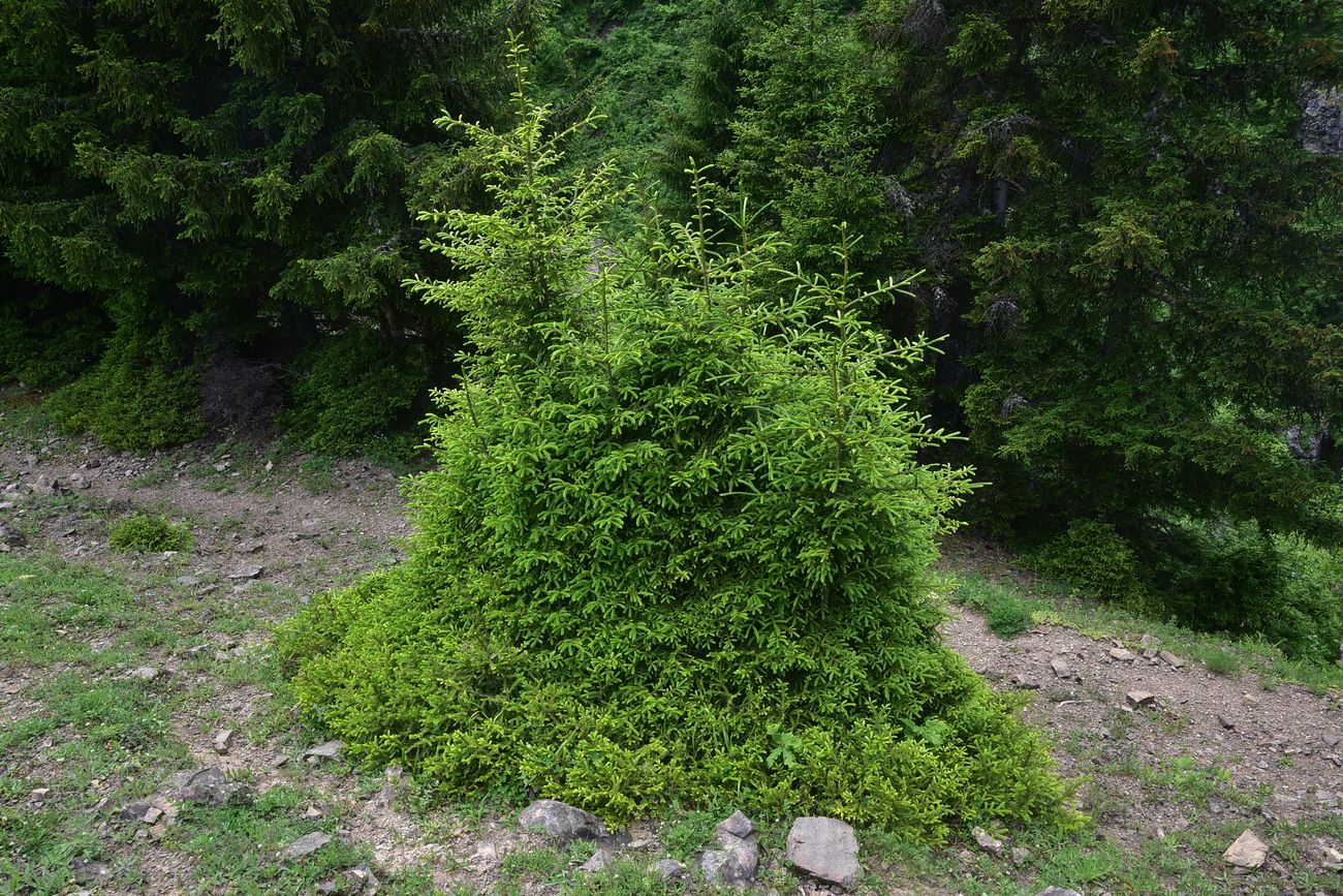 Изображение особи Picea orientalis.