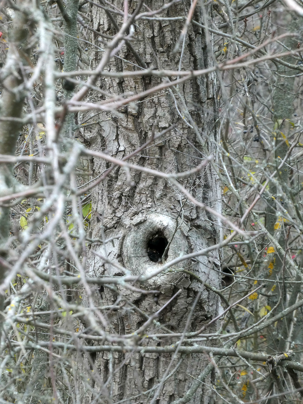 Image of Juglans regia specimen.