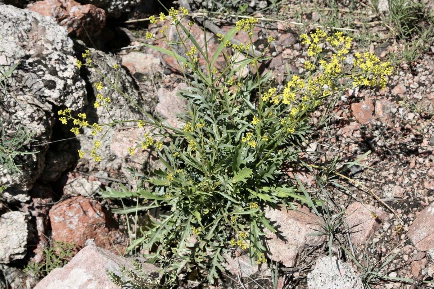 Image of Patrinia intermedia specimen.