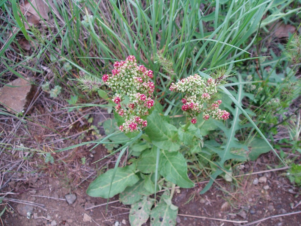 Изображение особи Rumex tuberosus.