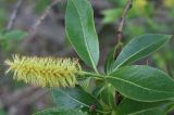 Salix pentandra. Веточка с мужским соцветием. Санкт-Петербург, Юнтоловский лесопарк. 29.05.2011.