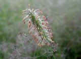 Phleum pratense. Соцветие. Московская обл., Раменский р-н, окр. дер. Хрипань, поле. 13.07.2003.