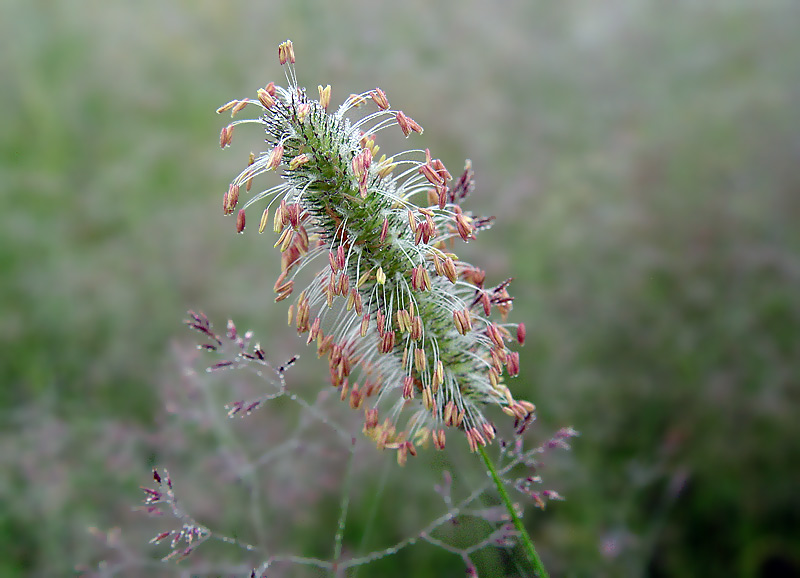 Изображение особи Phleum pratense.