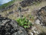 Hieracium alpinum