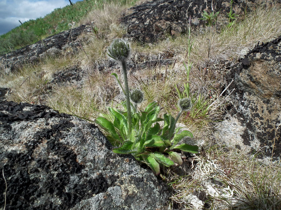 Image of Hieracium alpinum specimen.