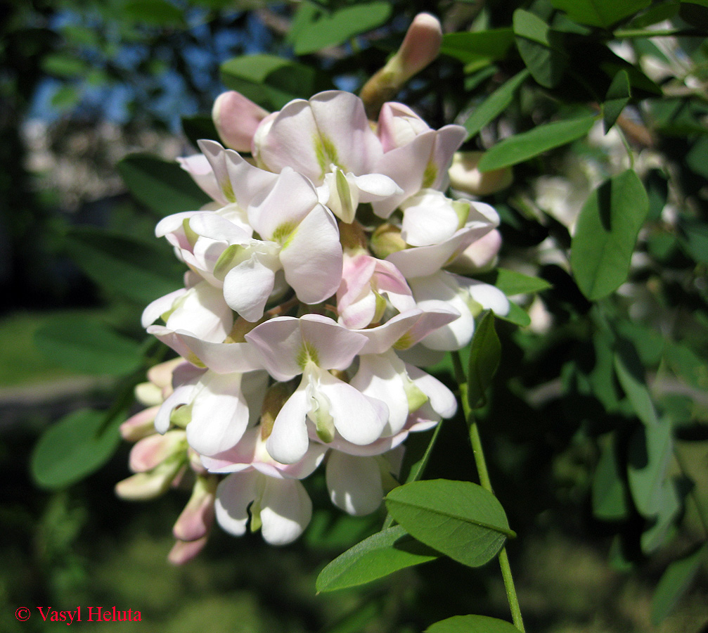 Image of Robinia luxurians specimen.