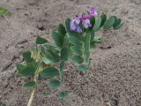 Lathyrus subspecies maritimus