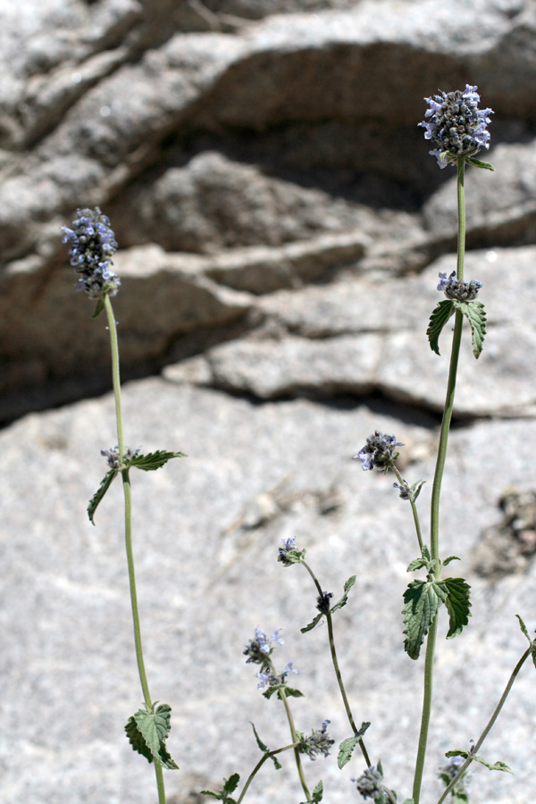 Image of Nepeta alatavica specimen.