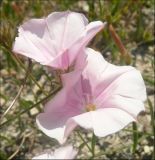 Convolvulus cantabrica