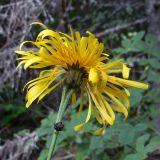 Crepis sibirica