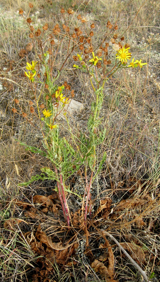 Image of Senecio jacobaea specimen.