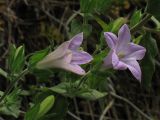 Campanula lyrata. Цветки. Греция, остров Родос, Долина бабочек (Petaloudes), на скале в широколиственном лесу. 6 мая 2011 г.