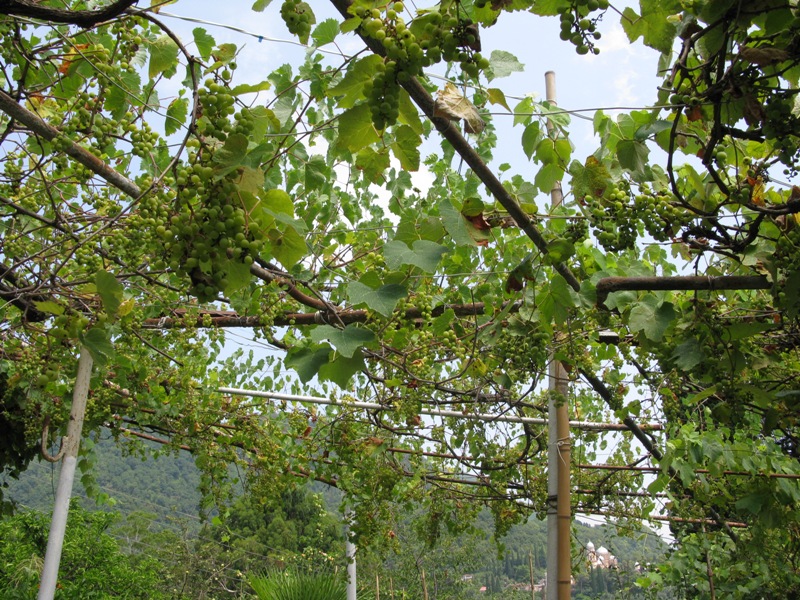 Image of Vitis labrusca specimen.
