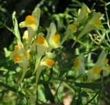 Linaria melampyroides