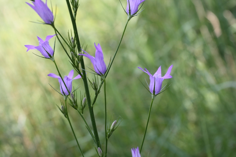 Изображение особи Campanula lambertiana.